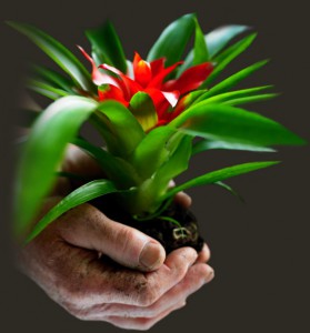 Bromelia verzorging