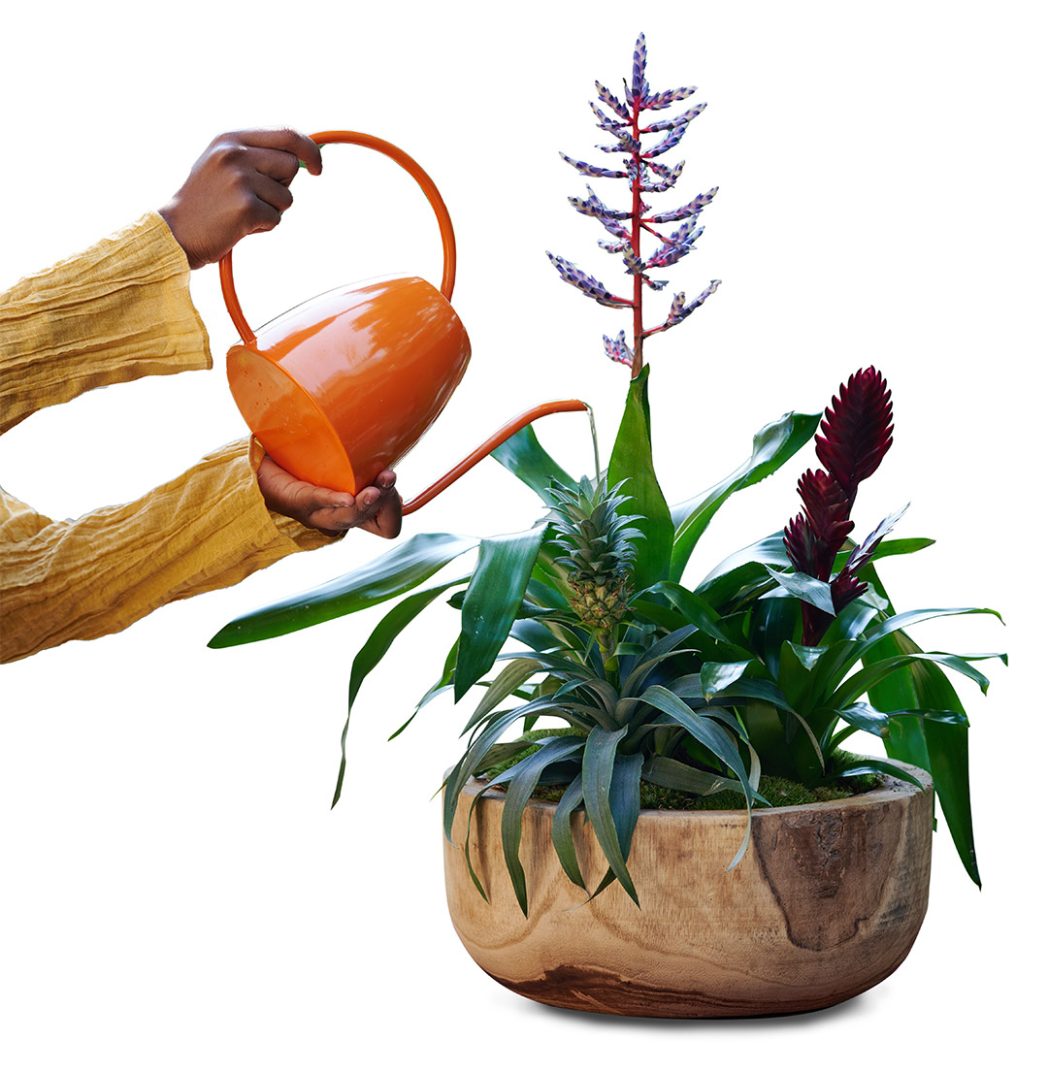 Hou-je-Bromelia-fit