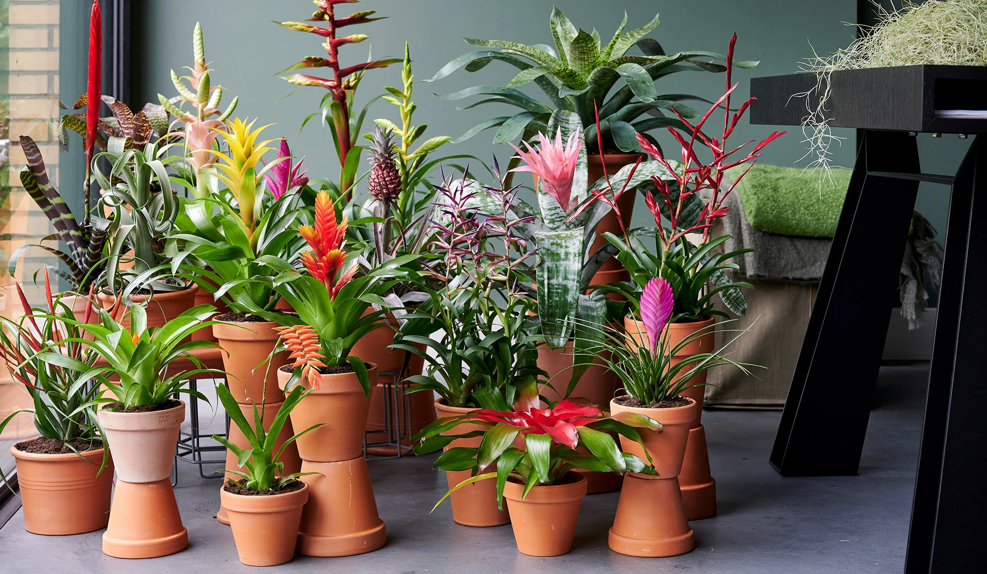 La Bromelia