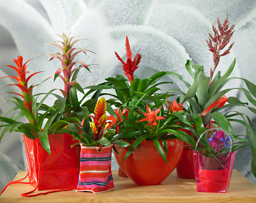 bromelia-inspiratie-energiek-19